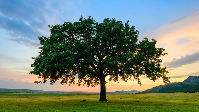 5 Fakta Pohon Unik Yang Harus Kamu Ketahui