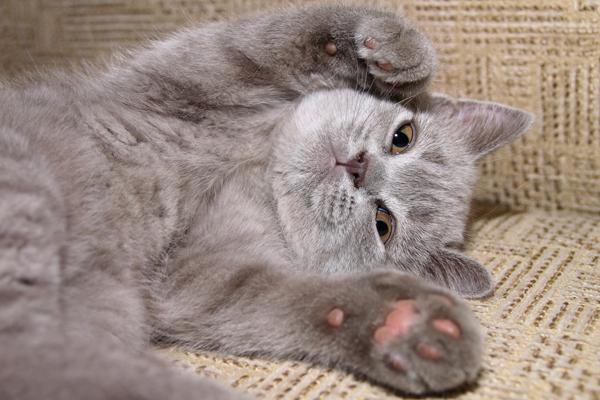 5 Fakta Menarik Tentang Kucing, Hewan Imut yang Hobi Tidur