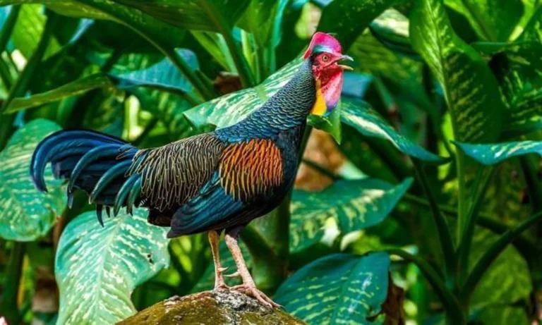7 Fakta Unik Ayam Hutan Hijau, Pandai Terbang dan Punya Suara Khas