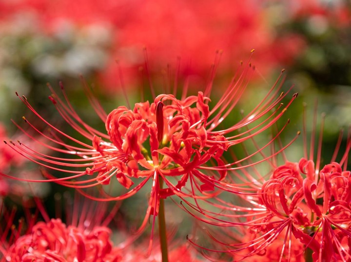 5 Fakta Menarik Bunga Spider Lily yang Perlu Diketahui