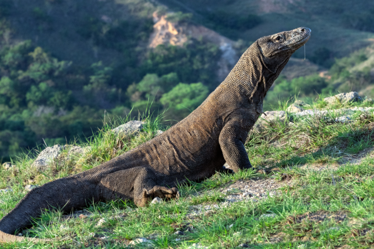3 Fakta Menarik Komodo, Biawak Terbesar yang Ada di Dunia