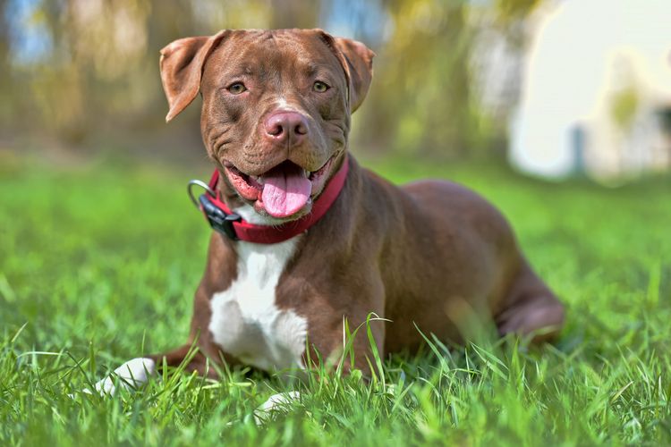 5 Fakta Unik Anjing Pitbull yang Menarik Perhatian