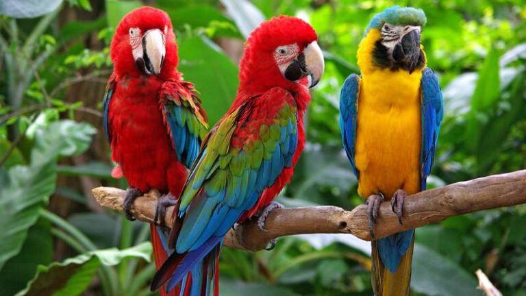 5 Fakta Unik Burung Macaw yang Menarik Ditelusuri