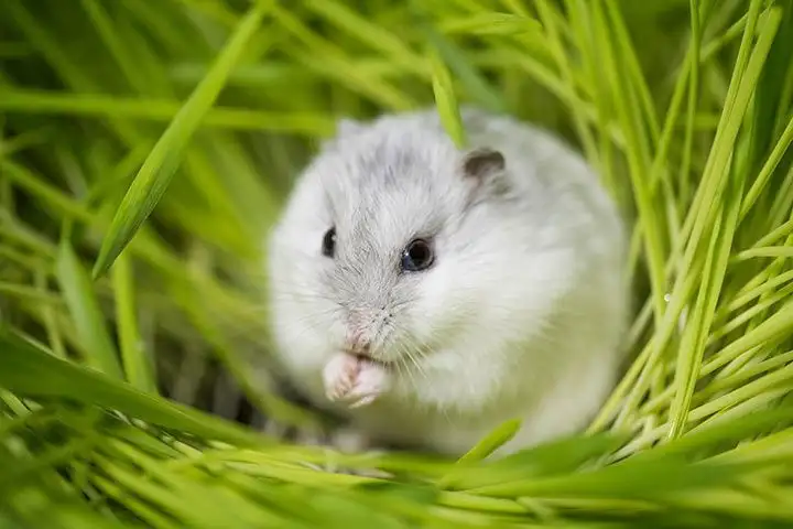 7 Fakta Menarik Hamster Winter White